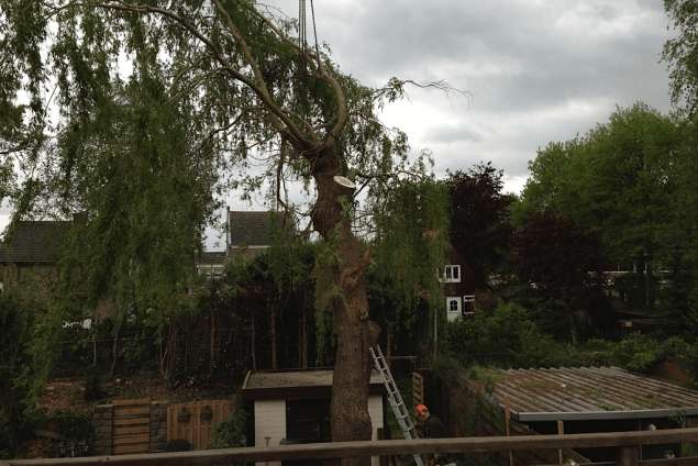 het rooien van een treurwilg in soest vianen amersfoort